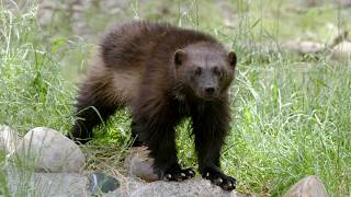 Wolverine at Zoo Montana