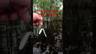 Wacky Worm Trick #fishing #fish #fun #foryou #short #shorts #bassfishing #viral #fyp #fypシ #tricks