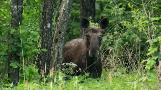 Young Moose Cools Off in Creek on Hot Day