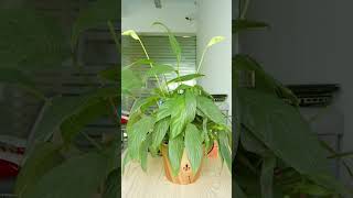 Here is How I Water My Peace Lily #planterhoma #peacelily