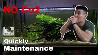 Weekly Maintenance on my LowTech Aquascape |Planted tank without CO2