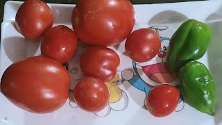 How to grow organic vegetables on your rooftop? Gher mein grow kiyay tomatoes and Capsicum