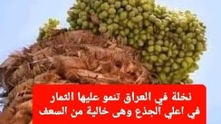 سبحان الله الخالق نخلة في كربلاء العراق #نخلة_عراقية