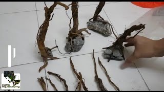 HOW to Sink Driftwood EASY |Membuat Aquascape|水草造景