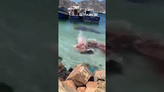 SHARK COMMITTING SUICIDE KÖPEKBALIĞI İNTİHAR EDİYOR