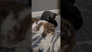 bunny besties #bunny #rabbits #besties