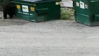 Bear In Garbage