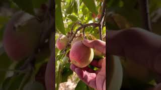 Apple Fruit Tree | Fresh Apple Fruits