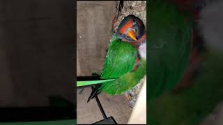 Lorikeet breeding | lorry chicks #lorikeet #lorikeets