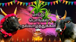 Mattu Pongal Whatsapp status in Tamil 2021 | மாட்டு பொங்கல் நல்வாழ்த்துக்கள் | Happy Mattu Pongal