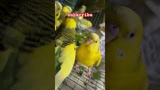 Love ❤️ birds 🦜#devvlogs #iphone13 #love #lovebirds #pets #vlog #shorts #reels #viralvideo