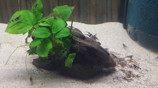 Aqua-Tropica "Das Original" - Raccoon Tigergarnele - Caridina sp