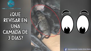 ¿Que revisar en cachorros al tercer día de nacidos? | crianza