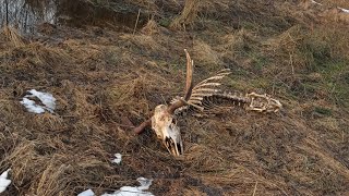 zrzuty łosia ojciec trafil wieniec a ja na koniec dnia parostek Rogacza udany dzień 😉🦌 #zrzutyłosia