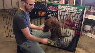 The "Kong" Dog Cage review. Don't waste your money...