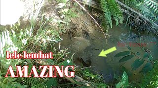 AMAZING MANCING IKAN LEMBAT DI LUMBNG TANAH || kir Yanto 77