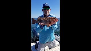 Catch and clean Red Grouper and Key West Grunt caught in Tampa Bay