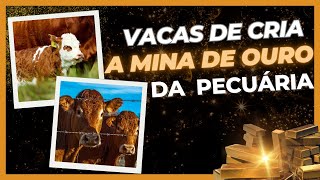 VACAS DE CRIA  A MINA DE OURO DA PECUÁRIA  !!!