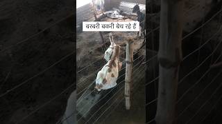 बरबरी बकरी बेच रहे हैं || #shorts #viral