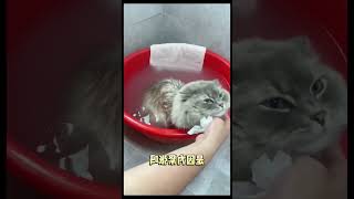 Коты тоже пукают)))