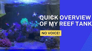 Quick overview of my reef tank/ep 45