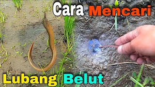 Cara mencari lubang belut yang bagus | Lubang belut yang bagus pasti ada penghuninya ‼️