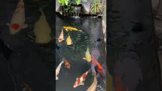 Rotating circle next to the koi pond #koi #koifarm #koifish #fish #aquarium #fishing #koipond