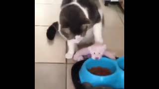 Cute Cats‼️tries to feed his stuffed animal friend 🤗🤗🤗