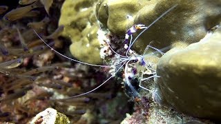 Seychelles - Diving Praslin - St. Pierre