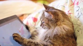 Кошка играет в планшет 🐱/👾 Cat playing tablet game Kaleido