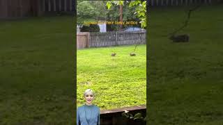 AI Avatar Fun Facts | Rabbits... | #ai #shorts