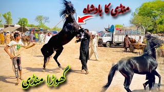 Pakistan big horse mandi | Kharian horse mandi | Horse mandi in Punjab | Horse video