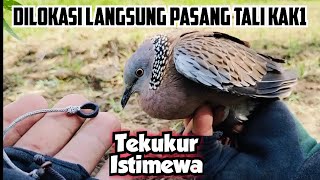 Dilokasi Langsung Kita Pakaikan Tali Kak1, Dapat Tekukur Spec Terkukur Mania