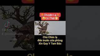 [Phật Tánh]: Chú Chim Bồ Câu Cũng Nghe Kinh - Thính Pháp - Niệm Phật Tu Hành.