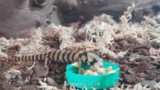 Baby Pink Tongue Skink Breakfast!