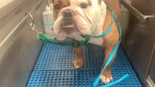 English Bulldog Bath & Nails