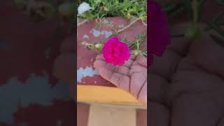 Pink Portulaca | Moss rose flowers at terrace garden | Summer season blooms #garden #nature #shorts