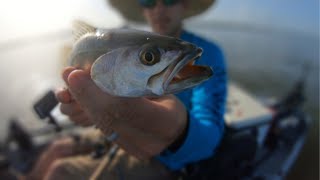 Using Gulp bait shrimp to locate and catch various species of fish.