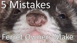 5 Mistakes New Ferret Owners Make