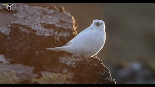 St. Matthew Island Alaska Expedition