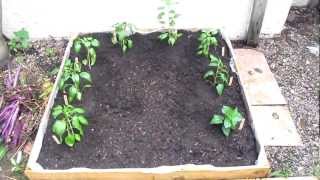 pepper plants 2012 pt3