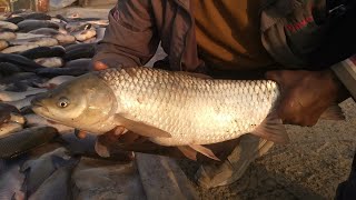 a beautiful grass fish catching