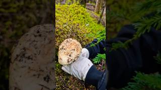 Seeing it from far away #matsutake #mushroom #shortvideo #youtubeshorts #pnw #outdoors #fyp #reels