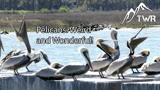 The Brown Pelican: Everything You Need To Know! (4K)