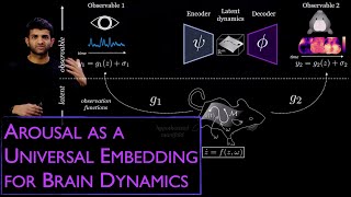 Arousal as a universal embedding for spatiotemporal brain dynamics