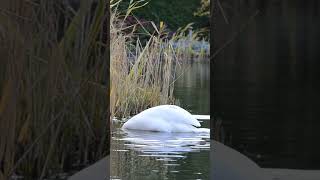 White Swan