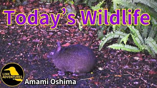 Today's Wildlife Tour in August 29th, 2024 | Amami Oshima Island