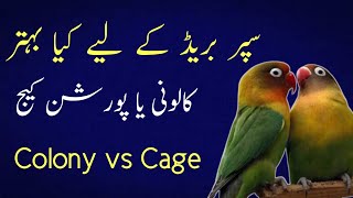 best for fast breeding separate cage or colony