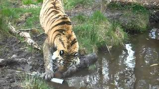 Yuri the Siberian (Amur) Tiger