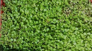 step by step Hydroponics grass growing for cattle